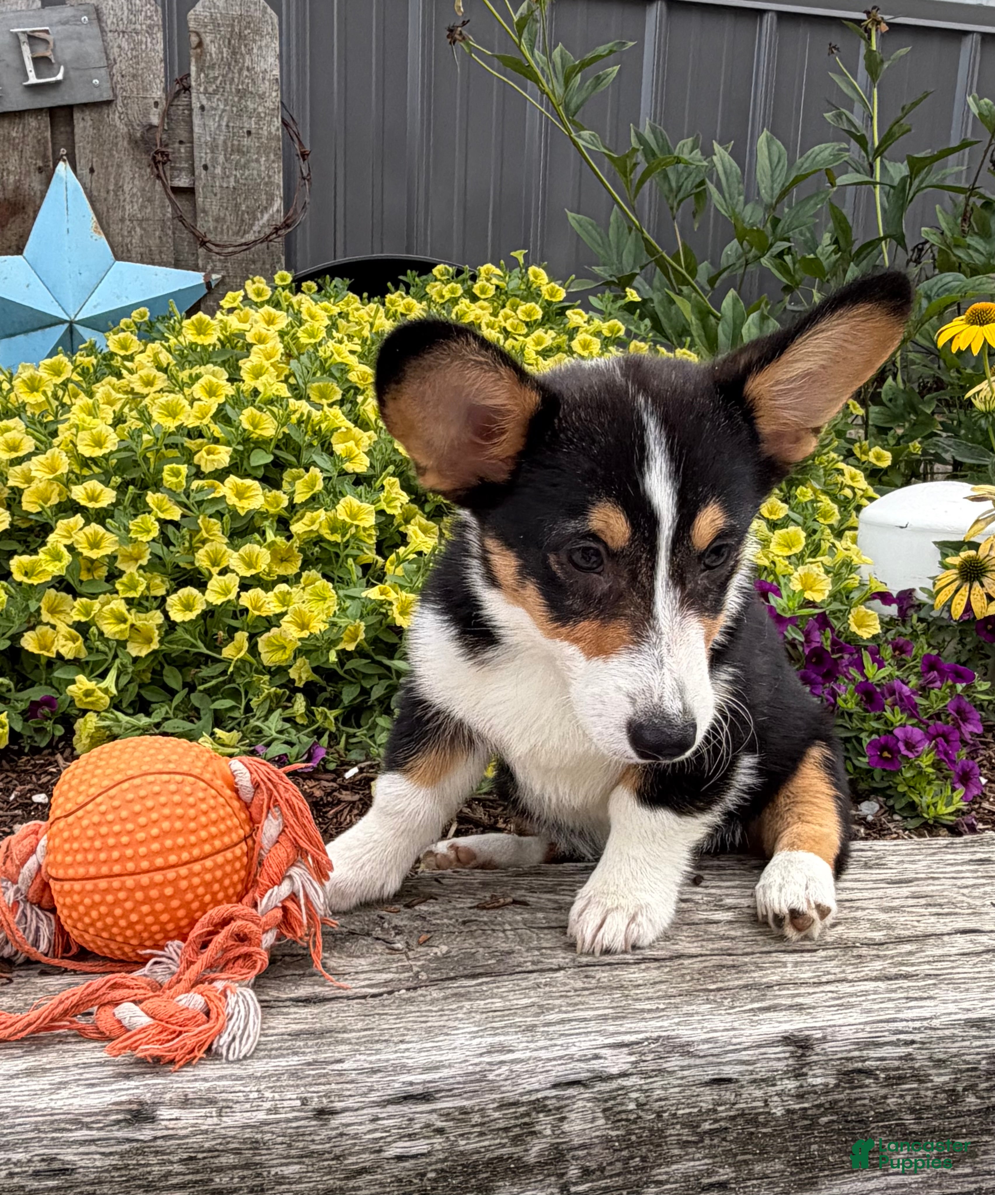 Welsh Corgi Pembroke dogs Gunner - Ad 2