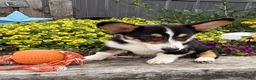 Welsh Corgi Pembroke dogs for sale: Gunner - Ad 2