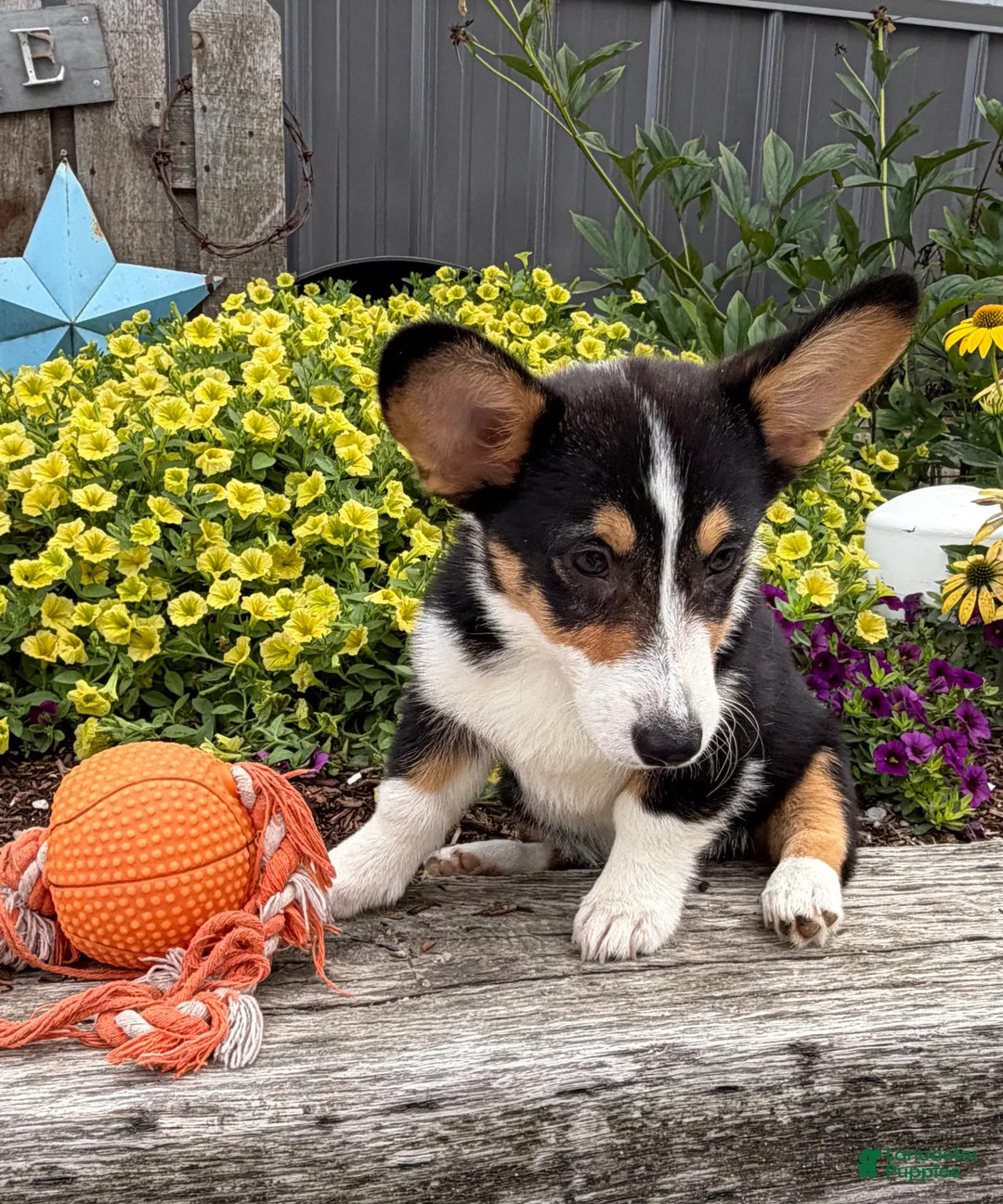 Welsh Corgi Pembroke dogs for sale: Gunner - Ad 2
