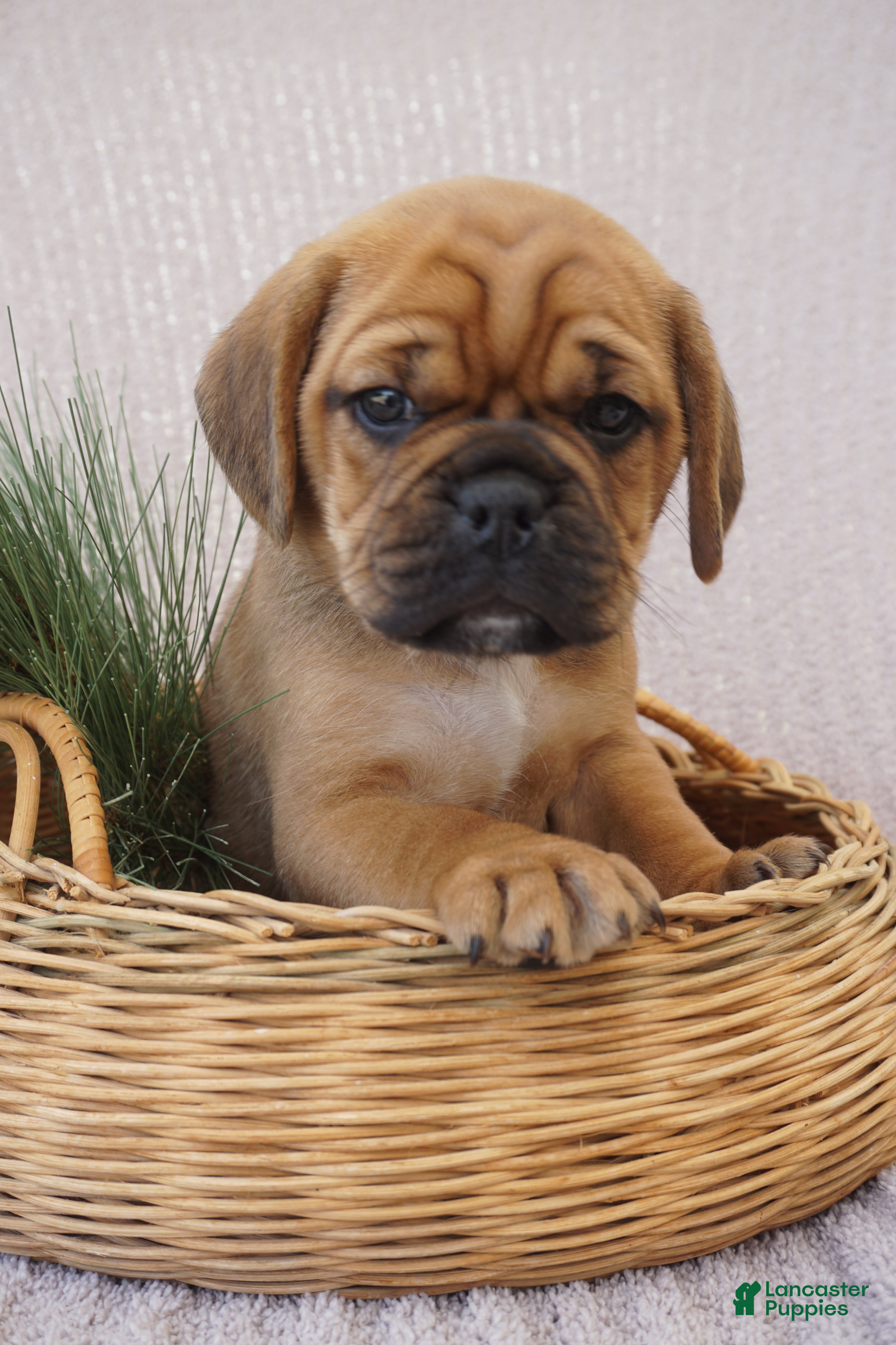 Puggle dogs Patch - Ad 2