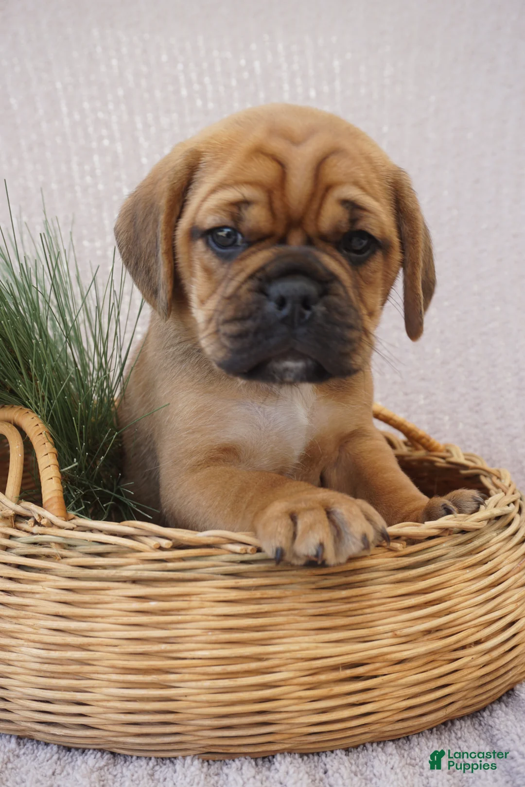 Puggle dogs for sale: Patch - Ad 2