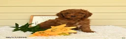 Mini Goldendoodle dogs for sale: Scamper - Ad 1