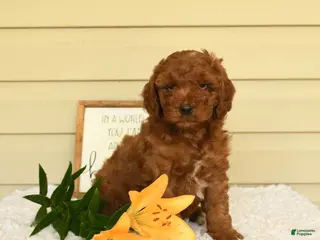 Mini Goldendoodle dogs for sale: Scamper - Ad 3