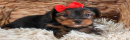 Yorkshire Terrier dogs for sale: CODY - Ad 6