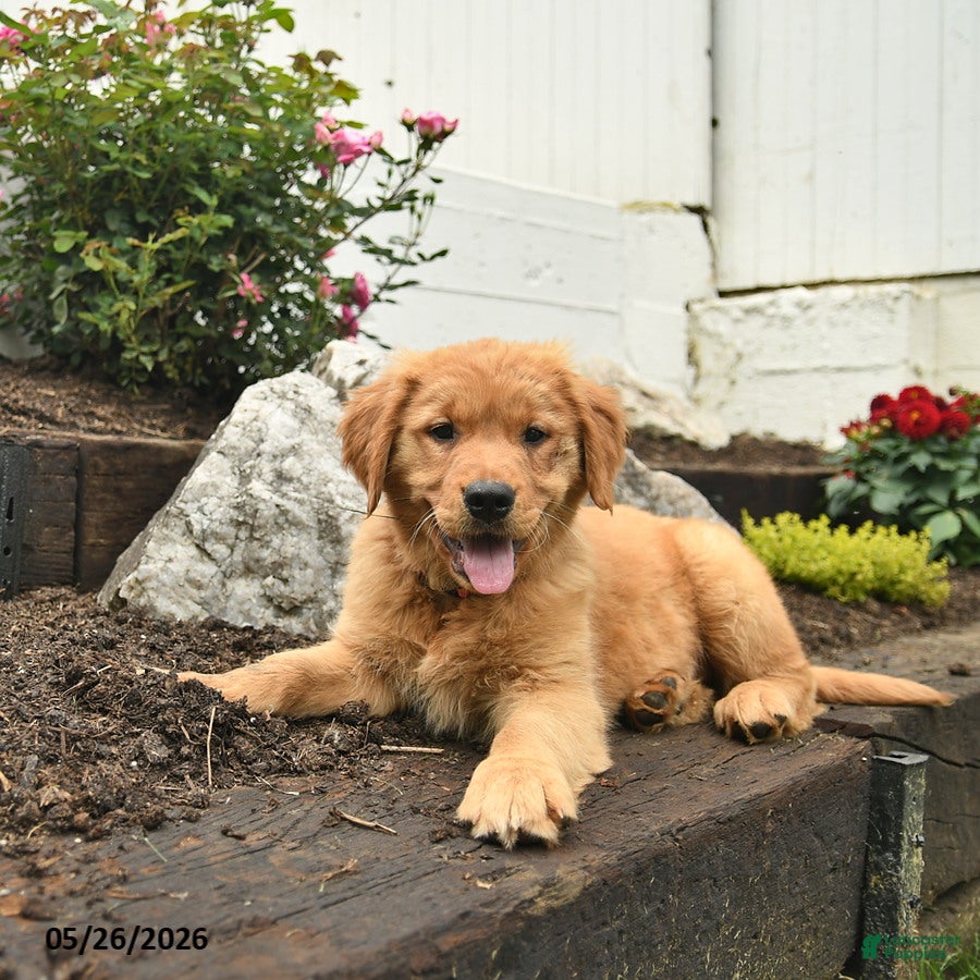 Golden Retriever dogs Cheyenne  - Ad 2