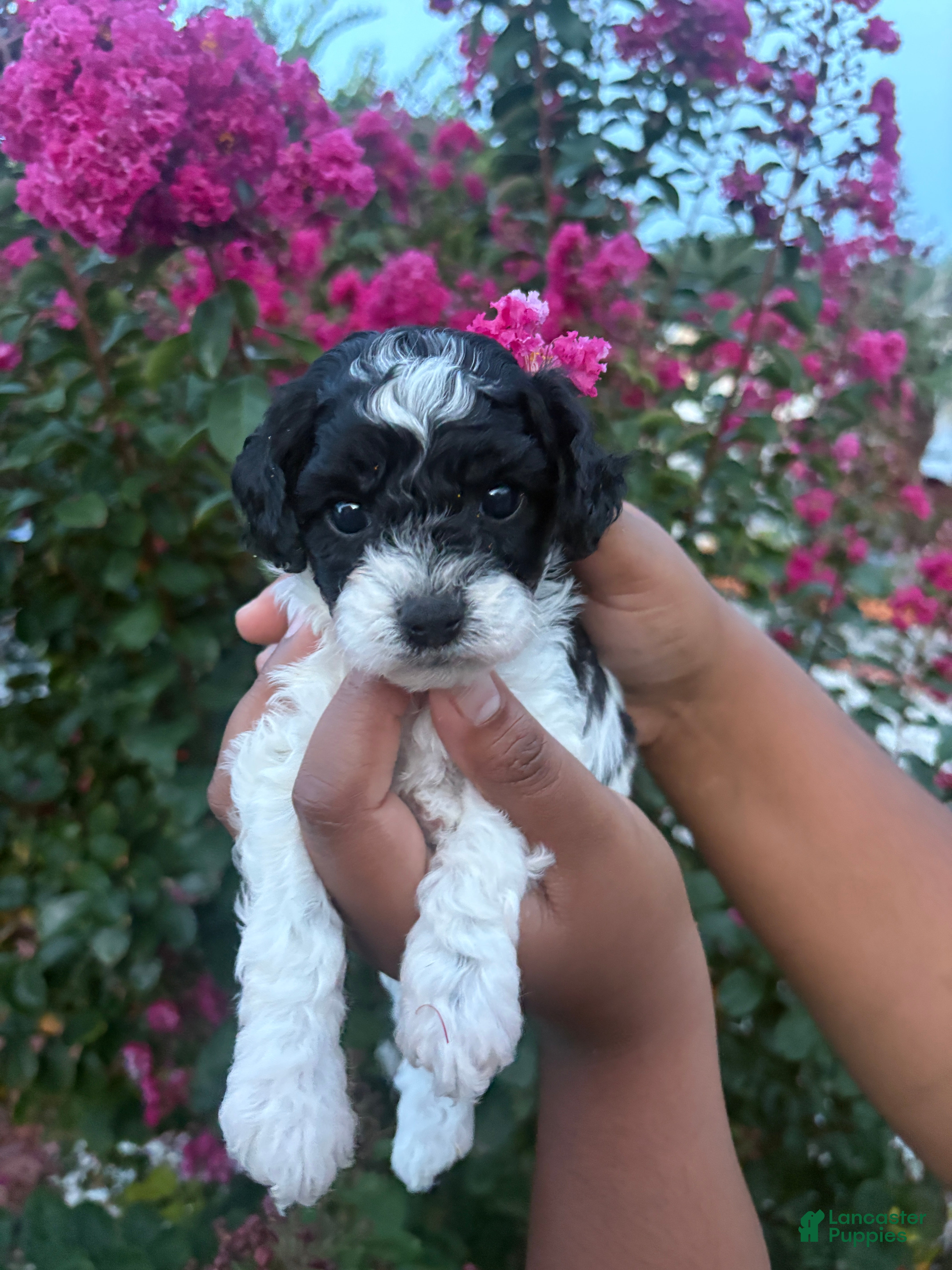 Cavapoo dogs Minnie - Ad 20