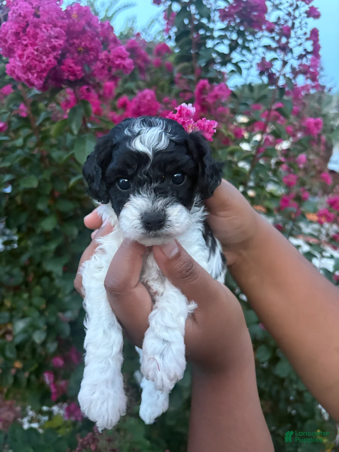 Cavapoo dogs for sale: Minnie - Ad 1