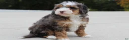 Mini Bernedoodle dogs for sale: Sandy  - Ad 2