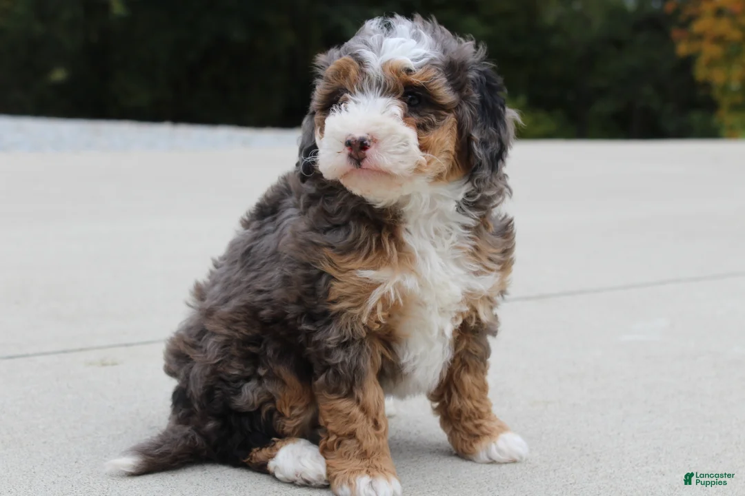 Mini Bernedoodle dogs for sale: Sandy  - Ad 2