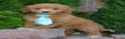 Cavapoo dogs for sale: Charlie - Ad 13
