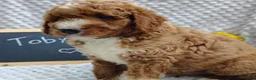 Mini Goldendoodle dogs for sale: Toby - Ad 3