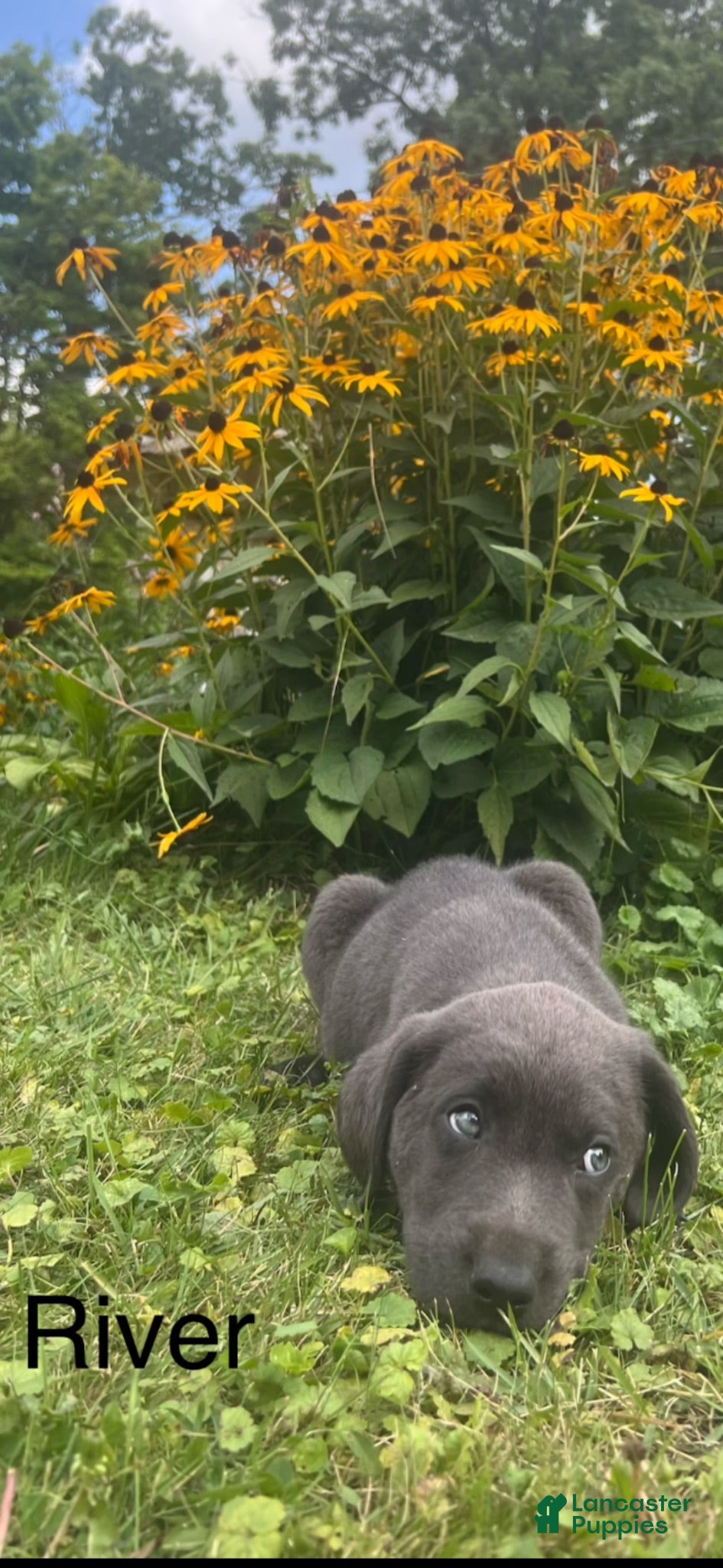 Labrador Retriever dogs for sale: River - Ad 2