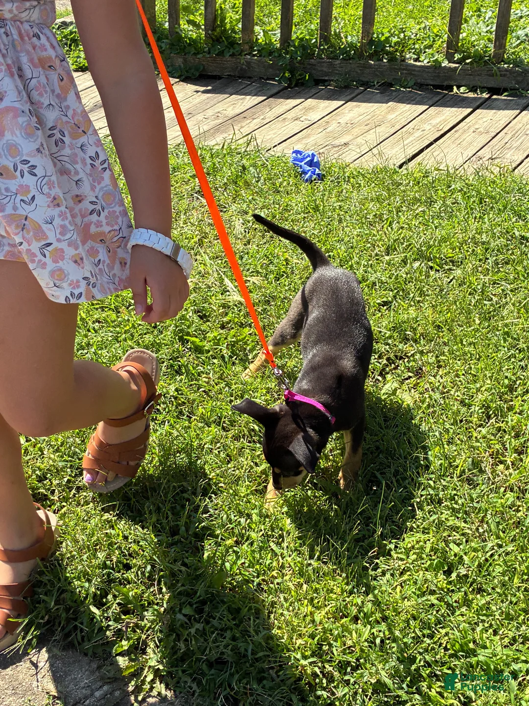 Miniature Pinscher dogs for sale: Miniature Pinscher 3 - Ad 8