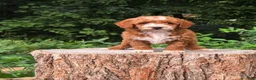 Mini Goldendoodle dogs for sale: Roxy - Ad 5