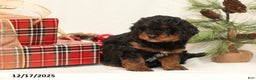 Mini Bernedoodle dogs for sale: Conner - Ad 2