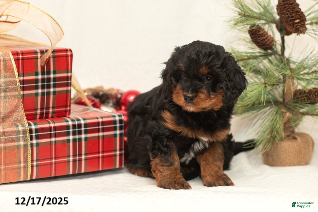 Mini Bernedoodle dogs for sale: Conner - Ad 2