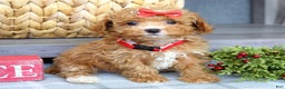 Maltipoo dogs for sale: Fargo - Ad 12