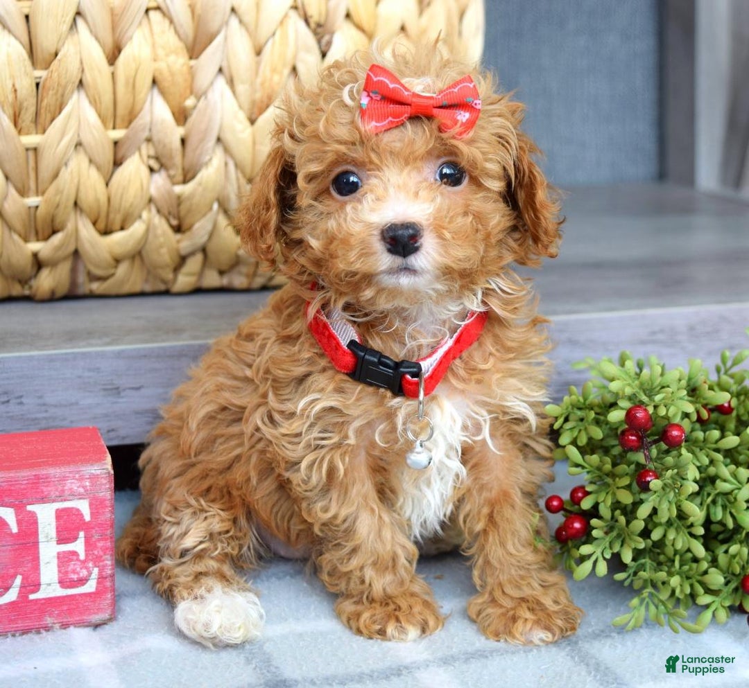 Maltipoo dogs for sale: Fargo - Ad 12