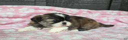 Mixed Breed dogs for sale: Shinese Daisy Duke - Ad 6