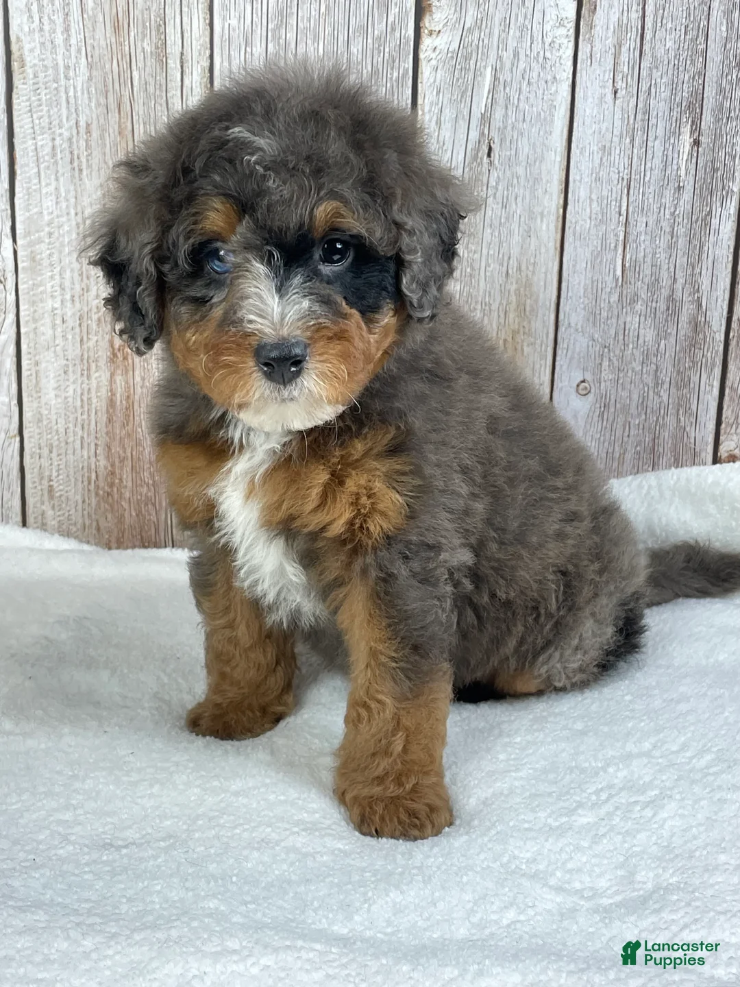 Mini Bernedoodle dogs for sale: Mocha - Ad 1