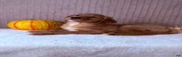 Golden Retriever dogs for sale: Draco - Ad 13