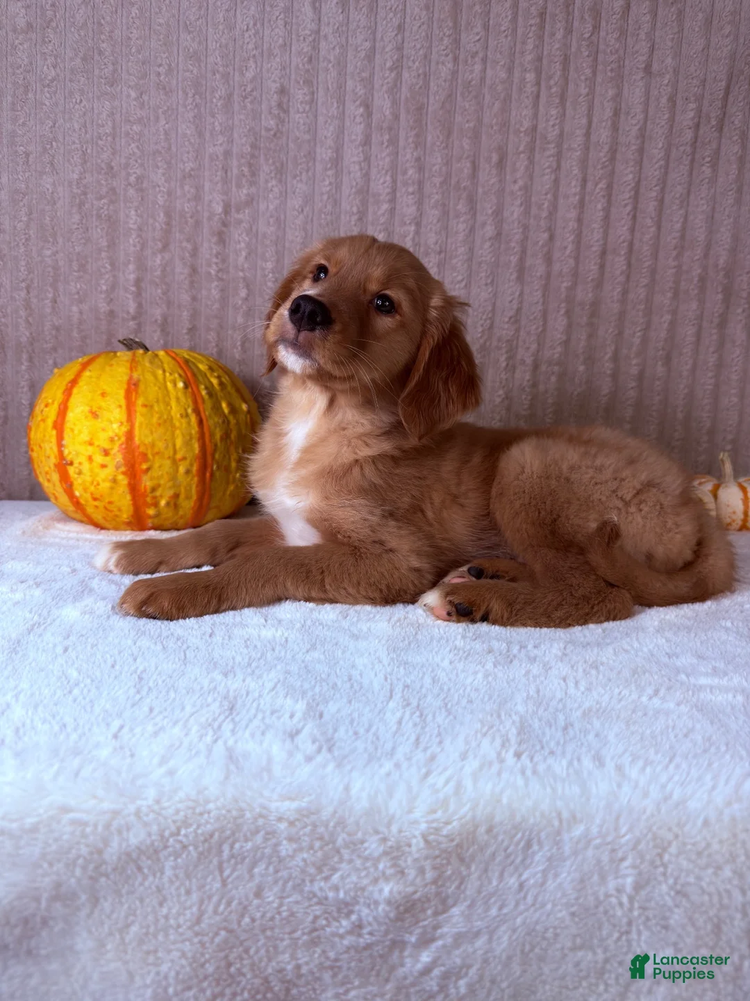 Golden Retriever dogs for sale: Draco - Ad 13