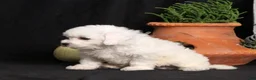 Bichon Frise dogs for sale: Lassie - Ad 2