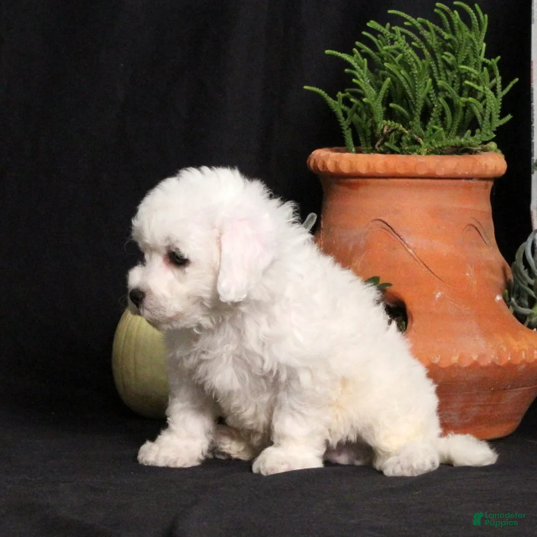 Bichon Frise dogs for sale: Lassie - Ad 2