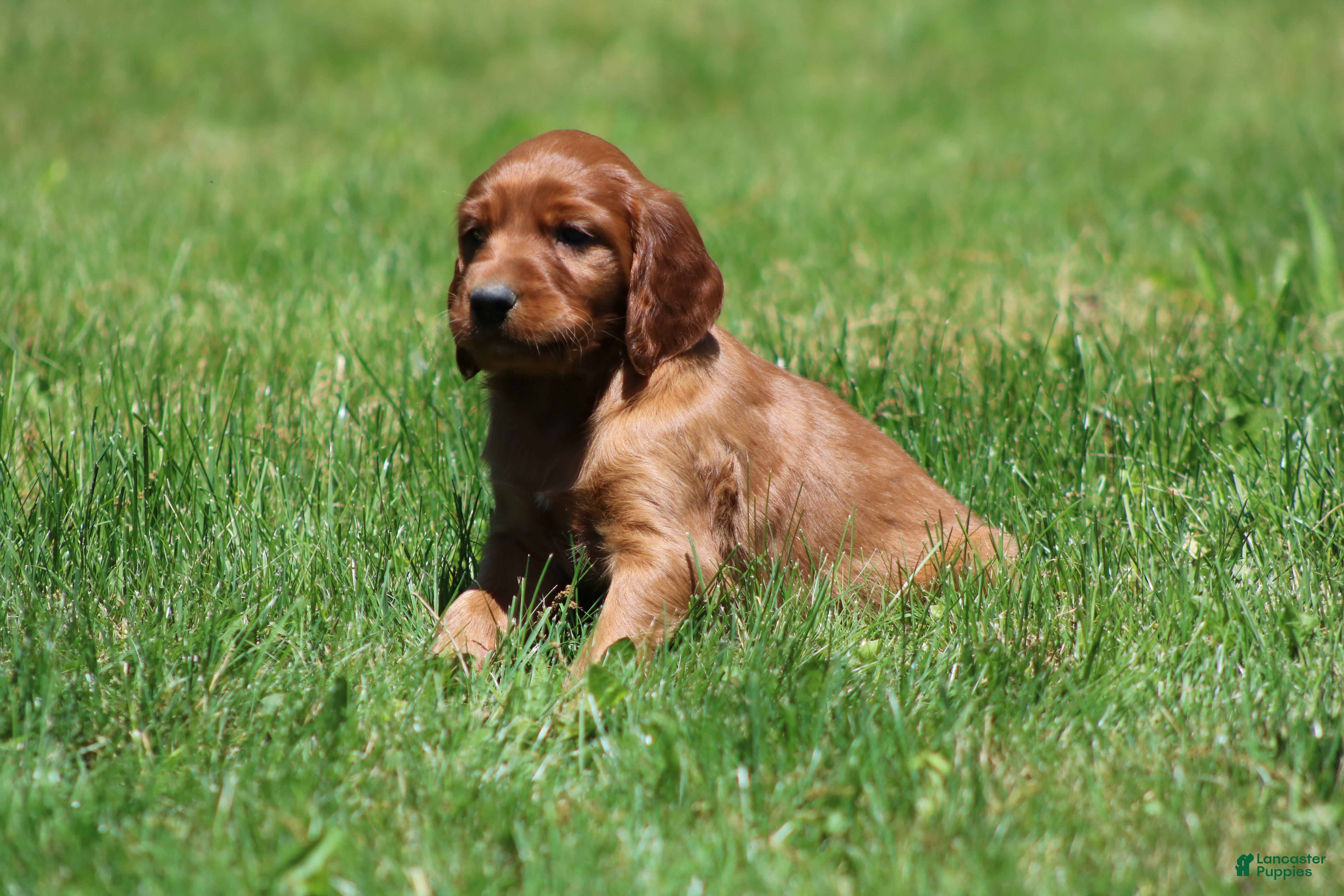 Irish Setter dogs for sale: Finley - Ad 1