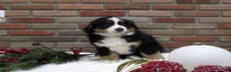 Bernese Mountain Dog dogs for sale: Max - Ad 1