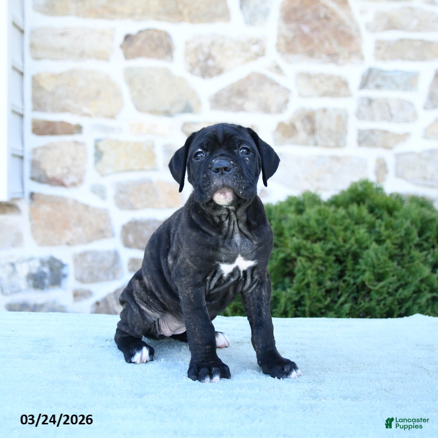 Cane Corso dogs Tilly - Ad 1