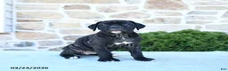 Cane Corso dogs for sale: Tilly - Ad 1