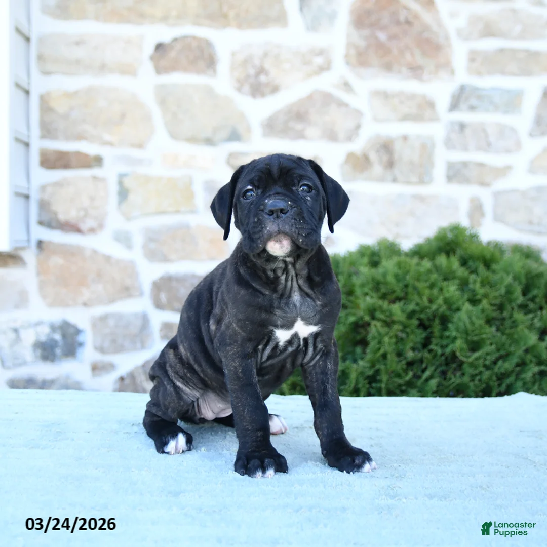 Cane Corso dogs for sale: Tilly - Ad 1