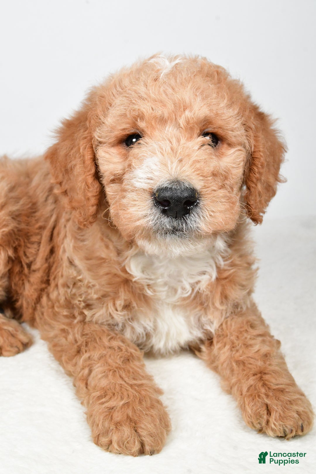 Labradoodle dogs for sale: Nitro - Ad 1