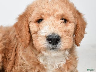 Labradoodle dogs Nitro - Ad 34