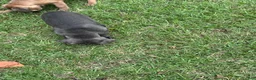 Cane Corso dogs for sale: Cane Corso 5 - Ad 3