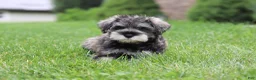 Miniature Schnauzer dogs for sale: Charlie - Ad 6