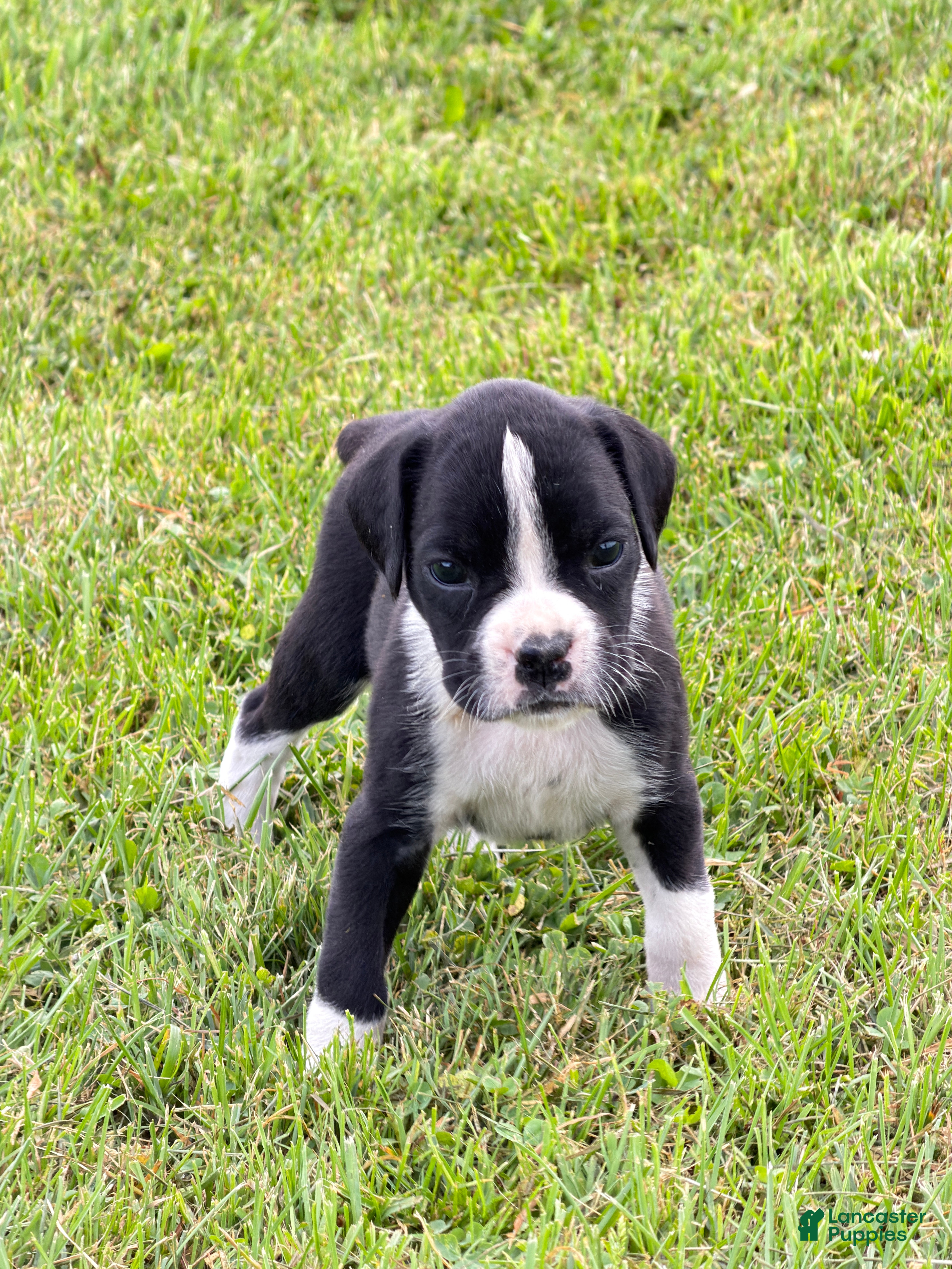 Boxer dogs Princess  - Ad 2