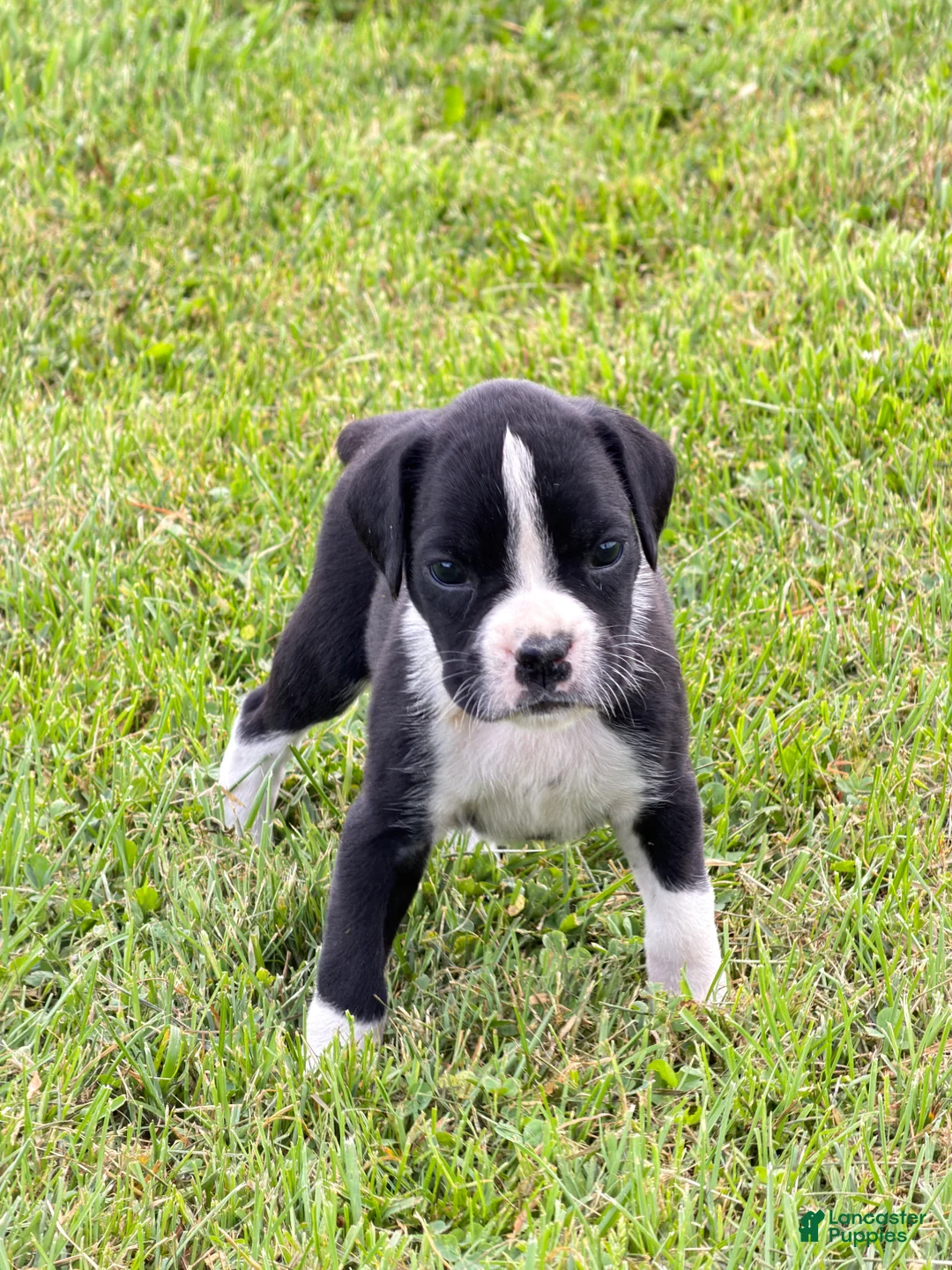 Boxer dogs for sale: Princess  - Ad 2