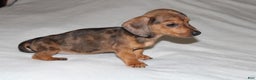 Miniature Dachshund dogs for sale: Frank Mini  - Ad 7