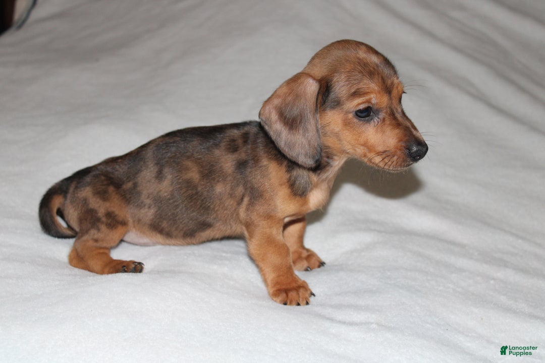 Miniature Dachshund dogs for sale: Frank Mini  - Ad 7
