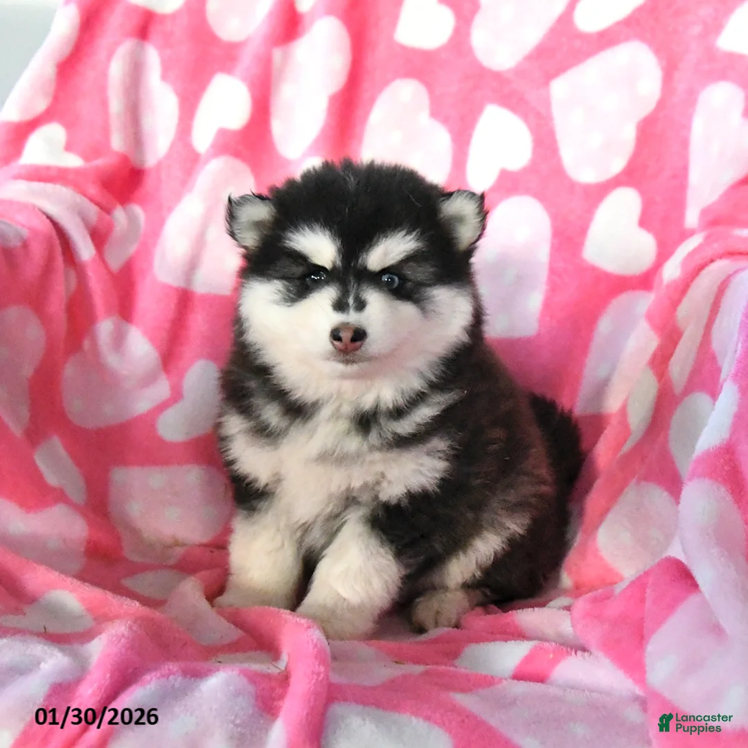 Pomsky dogs for sale: Sasha - Ad 4