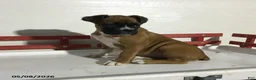 Boxer dogs for sale: Reba - Ad 1