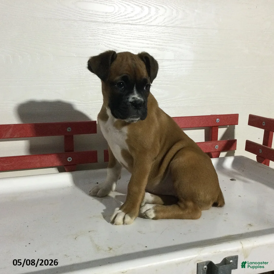 Boxer dogs for sale: Reba - Ad 1