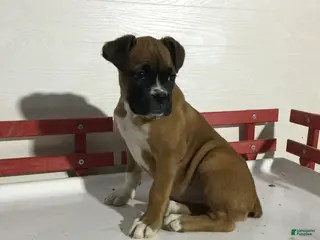 Boxer dogs for sale: Reba - Ad 1