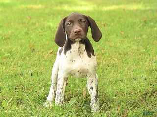 German Shorthaired Pointer dogs - Ad 2