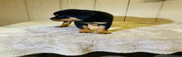 Rottweiler dogs for sale: Rottweiler 5 - Ad 16