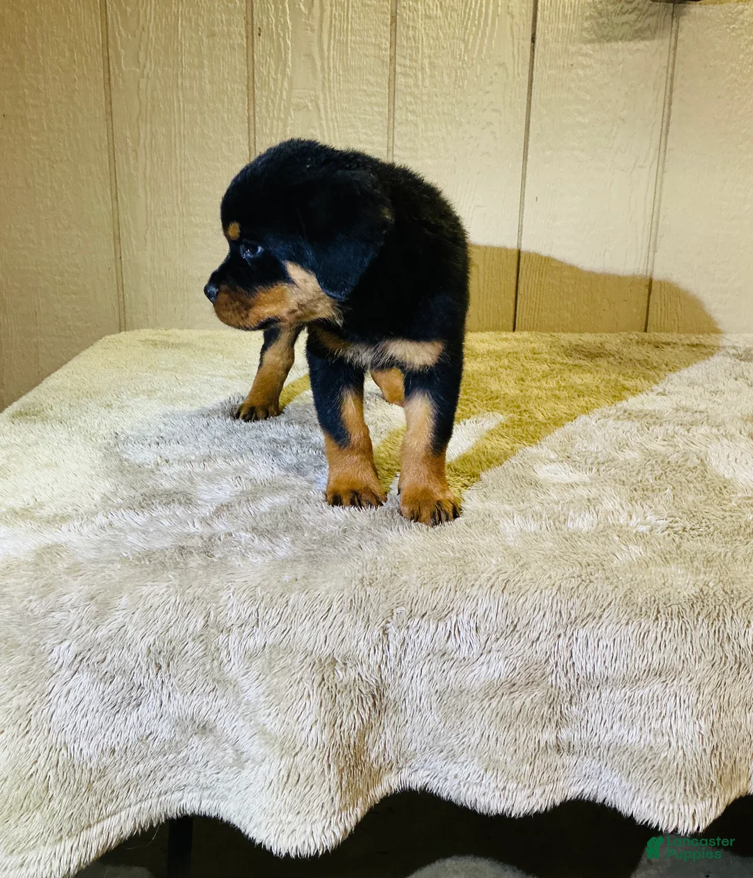 Rottweiler dogs for sale: Rottweiler 5 - Ad 16