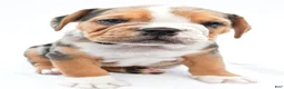 Beabull dogs for sale: Romeo - Ad 5