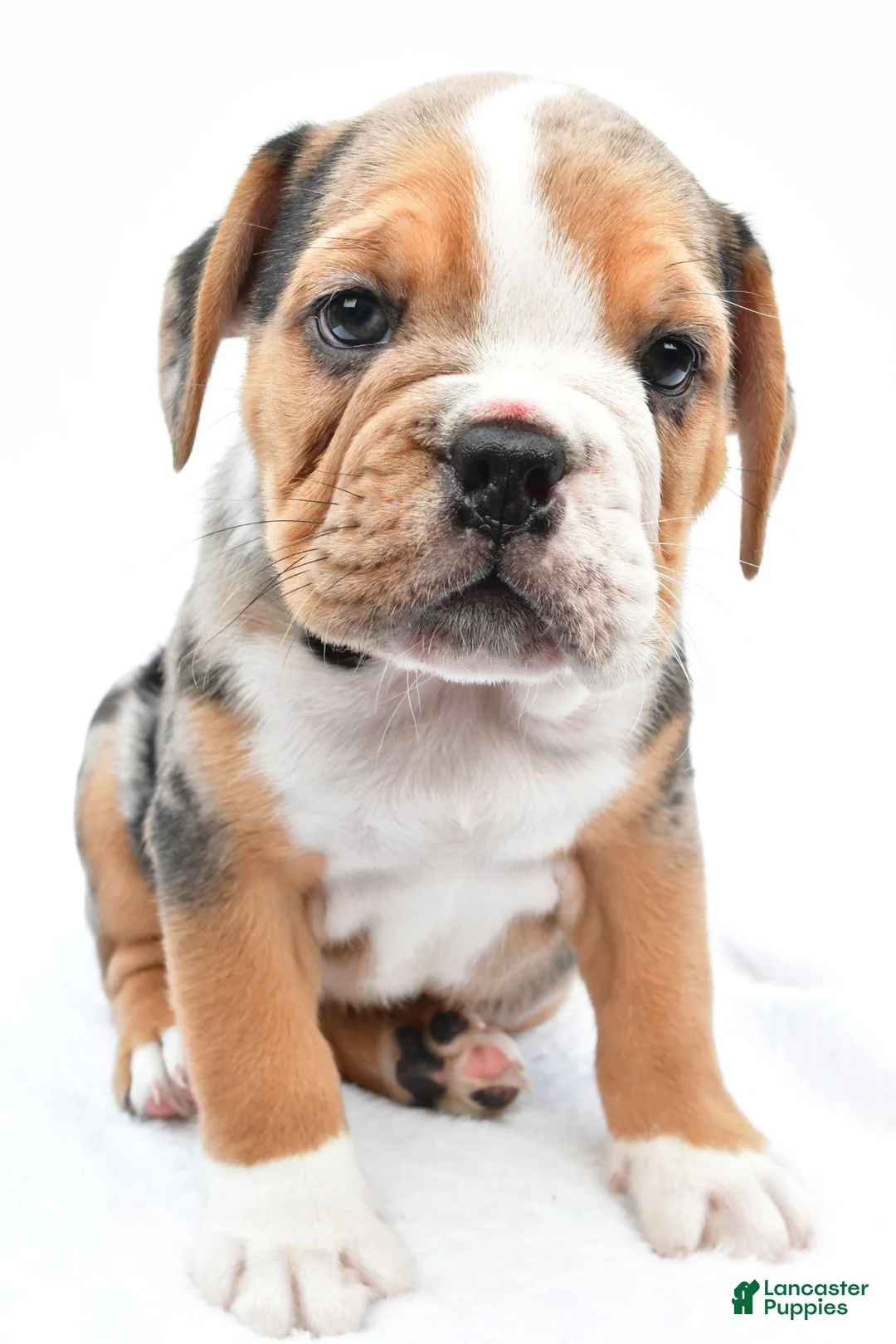 Beabull dogs for sale: Romeo - Ad 5